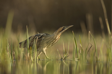Bittern 1 Credit_Jamie Hall